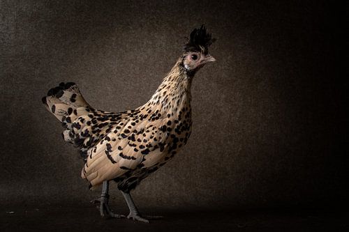 Uit de kip collectie.