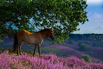 IJslandse Paard in Heideheuvels - Publicatie in Wild Planet Photo Magazine! van AudFocus - Audrey van der Hoorn