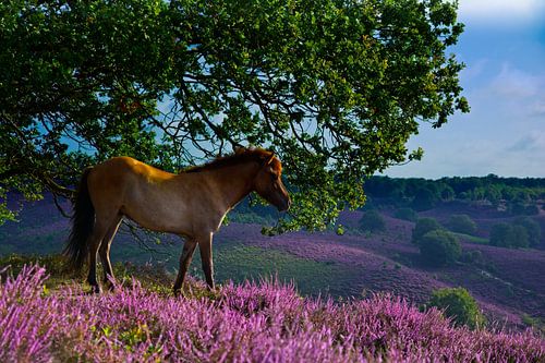 Icelandic horse - Publication in Wild Planet Photo Magazine!)