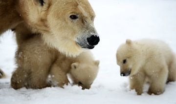 Jonge ijsberen bij hun moeder van Martijn Wilbers