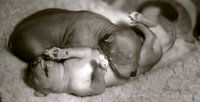 Peruaanse naakthond puppies