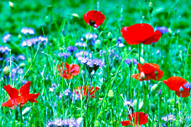 Poppy Melancholy by ArtSiriExloo