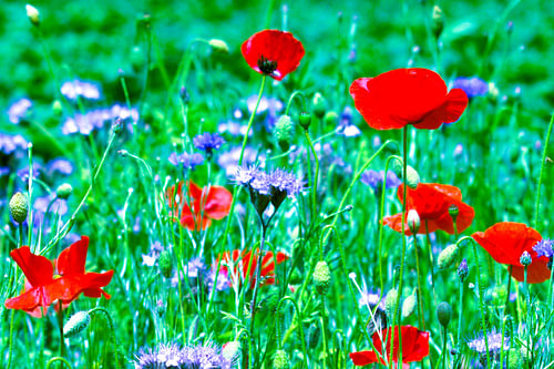 Poppy Melancholy