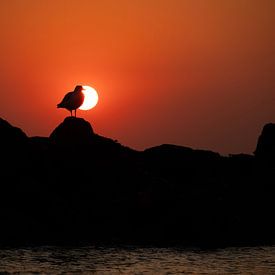 zeemeeuw in de zonsondergang van Annelies Cranendonk