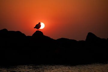 zeemeeuw in de zonsondergang van Annelies Cranendonk