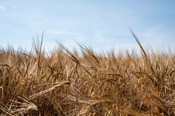 Grain by Evelien Plag