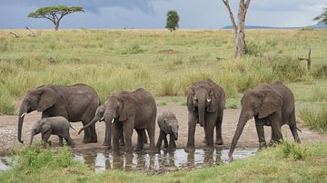 Olifanten drinken uit poel in Afrika van Robin Jongerden