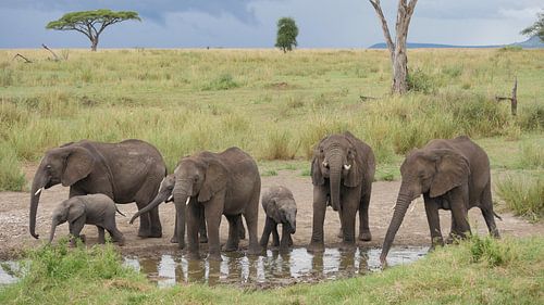 Olifanten drinken uit poel in Afrika