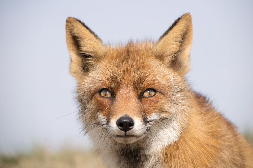 Rotfuchs. von Robert Moeliker