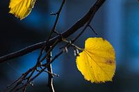 Geel&blauwe herfst