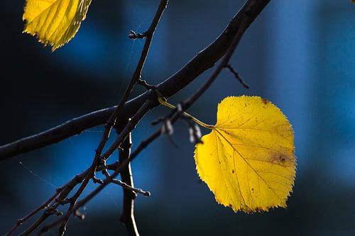 Geel&blauwe herfst