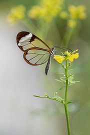 Glasswing butterfly - Glasswing butterfly by Albert Beukhof