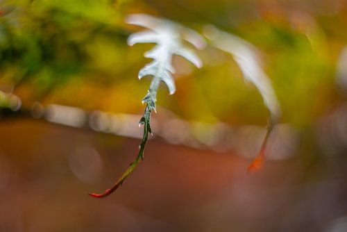 It's all in nature's details - The first shiny signs of Autumn