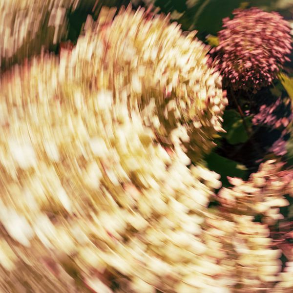 Das Licht der Hortensie Nr. 2 malen von Helene van Rijn