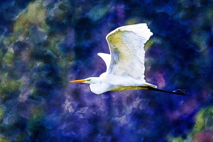 Grote witte zilverreiger in vlucht van Andreas Müller