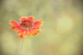 Keep shining by Sandra de Vries-Köhler