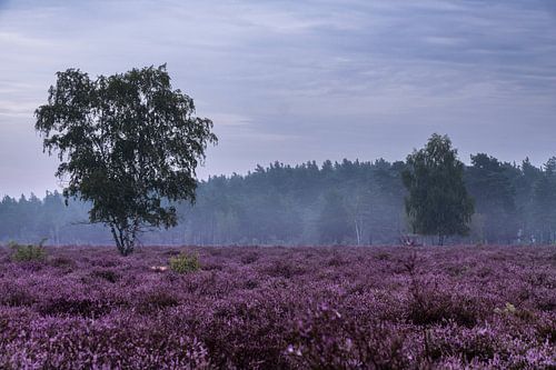 Bloeiende heide in de Oberlausitz
