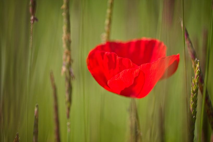 Poppy by Angelique Spanjaard-Oomen