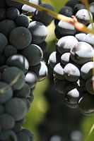 A bunch of blue grapes