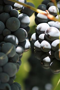 Une grappe de raisins bleus sur FotoKato