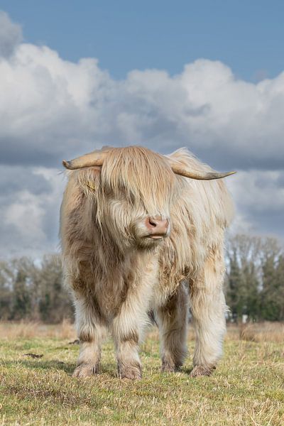Weißer, blonder schottischer Highlander von M. B. fotografie