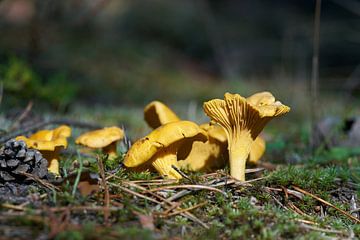 Pfifferlinge auf dem Waldboden im Herbst
