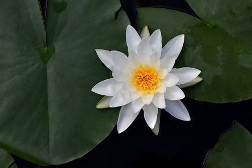 Witte waterlelie in volle bloei I