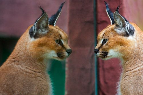 Caracal and its mirror image.