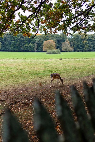 A deer just walking through calming nature, finding its own way. by Manon van Bochove