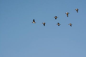 Vliegende ganzen met een mooie blauwe lucht van Michel Geluk