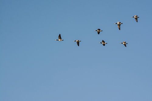 Flying geese on a beautiful blue sky
