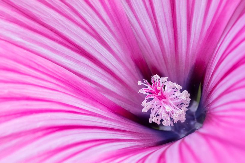 Lavatera | rose par Marianne Twijnstra