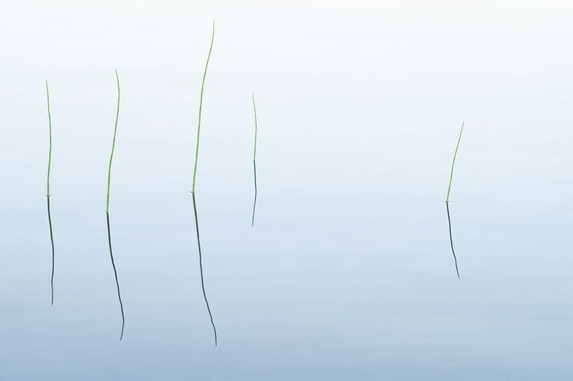 Reflection by Maartje Bogaerts