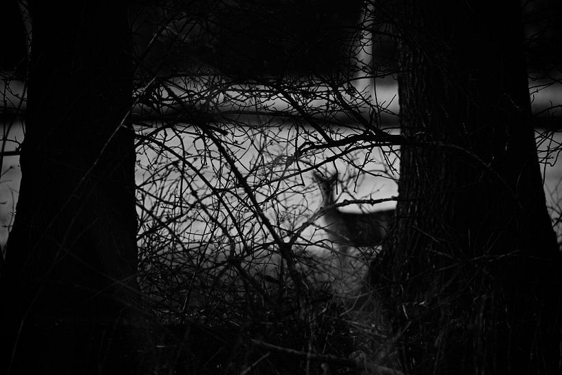Spotted by a roe deer by Frank Mossink