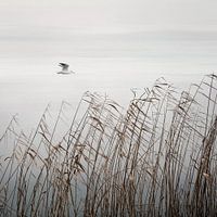 Flying Bird over The Lake