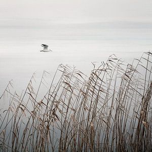 Flying Bird over The Lake