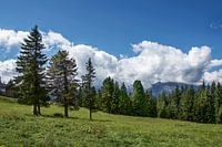 Hoog op de alm
