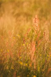 Wildflowers in the golden evening light