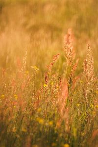 Wiesenblumen im goldenen Abendlicht