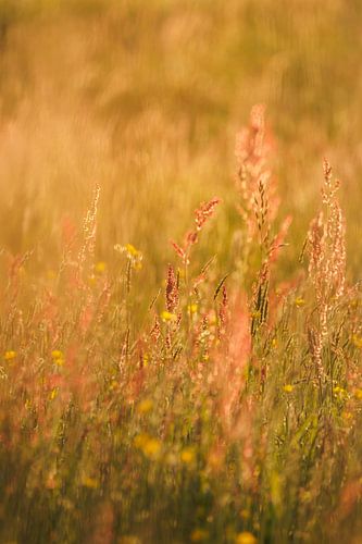 Fleurs des champs dans la lumière dorée du soir sur Melissa Peltenburg