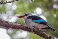 Senegal-Eisvogel in Lower Sabie, Krugerpark, Südafrika
