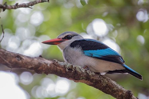 Senegal-Eisvogel in Lower Sabie, Krugerpark, Südafrika