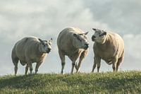 Trio of sheep on the dyke