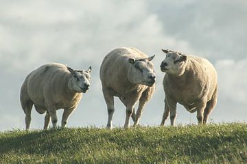 Trio de moutons sur la digue sur Talitha van den Brink