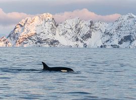 Orca von Merijn Loch