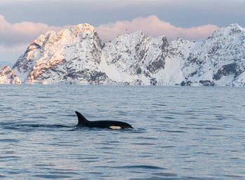 Orca