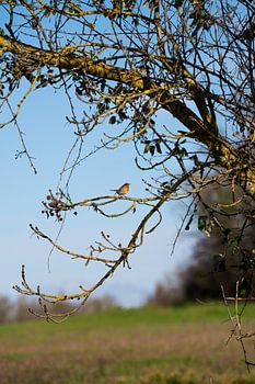 Robin in the Tree