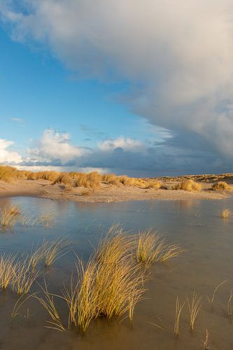 Tempête sur les dunes côtières dorées des Pays-Bas