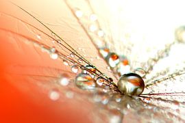 Red Dream by Carla Mesken-Dijkhoff