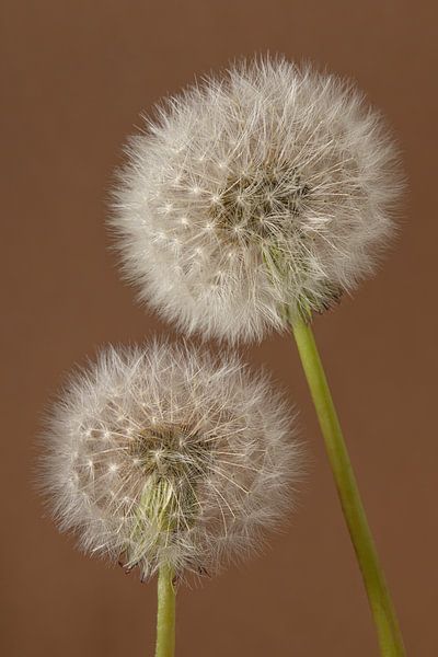 Simplicity in a warm atmosphere: We stay together until we are blown out by Marjolijn van den Berg